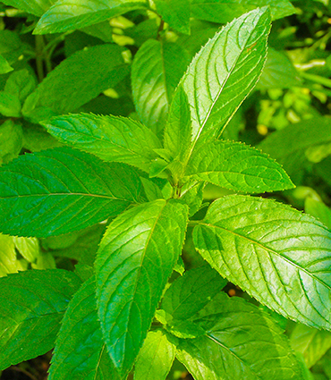 Peppermint - Plants and fungi - Our active ingredients - Therascience